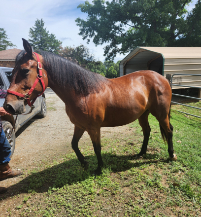 HorseID: 2314397 brownie - PhotoID: 1100081