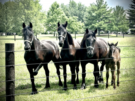 HorseID: 2314401 Ayla - PhotoID: 1100085
