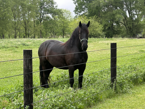 HorseID: 2314401 Ayla - PhotoID: 1100087
