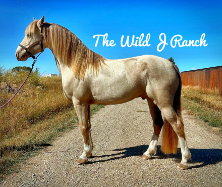 HorseID: 2314403 WJR Let’s Get Fizzical - PhotoID: 1100088