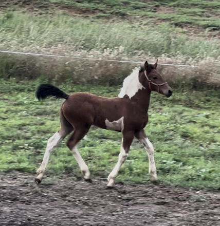 HorseID: 2314411 Witten Creek Kitty - PhotoID: 1100092