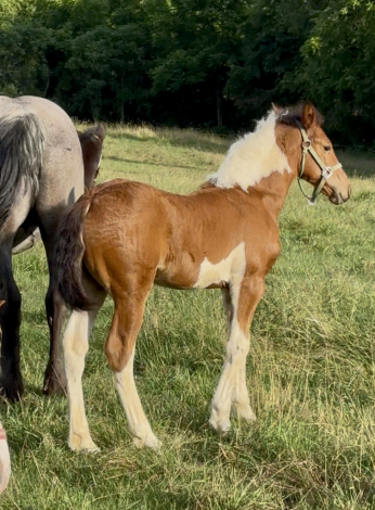 HorseID: 2314411 Witten Creek Kitty - PhotoID: 1100093