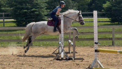 HorseID: 2314412 Diego Dolphin - PhotoID: 1100096