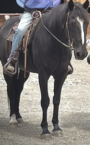 HorseID: 2314416 Charlie - PhotoID: 1100097