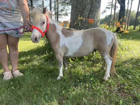 HorseID: 2314418 Princess Petunia - PhotoID: 1100098