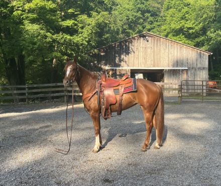HorseID: 2314427 Blackburn Lil Kate - PhotoID: 1100106
