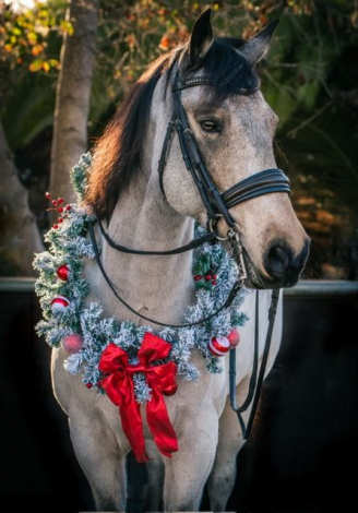 HorseID: 2314430 Romeo - PhotoID: 1100107