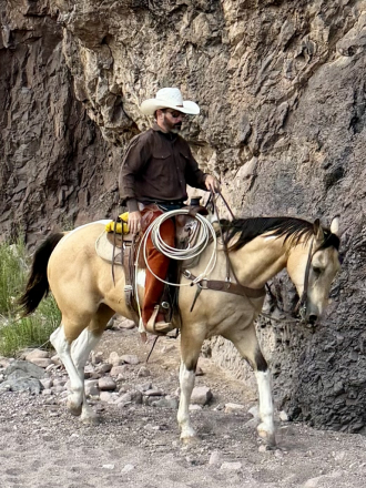 HorseID: 2314432 Ringo - PhotoID: 1100109