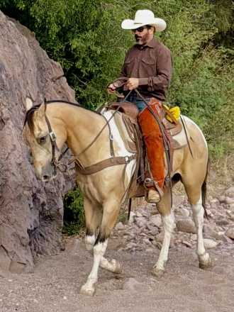 HorseID: 2314432 Ringo - PhotoID: 1100110