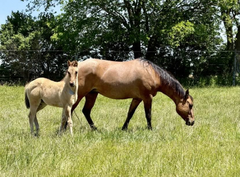 HorseID: 2314435 MF WYO KIT KAT CASH - PhotoID: 1100117