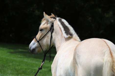 HorseID: 2314438 Foothills Kari - PhotoID: 1100222