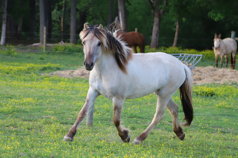 HorseID: 2314439 Hatton's Freya - PhotoID: 1100218