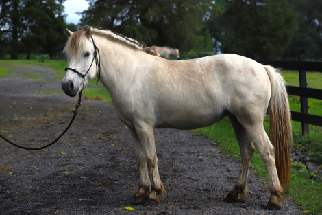 HorseID: 2314440 Bayshore Snoflak - PhotoID: 1100220