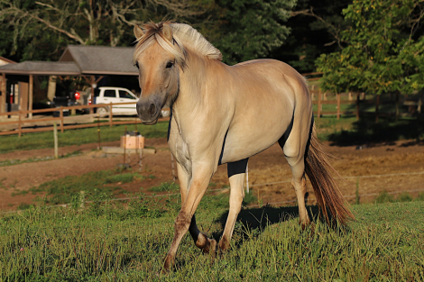 HorseID: 2314441 Bayshore Oriza - PhotoID: 1100219
