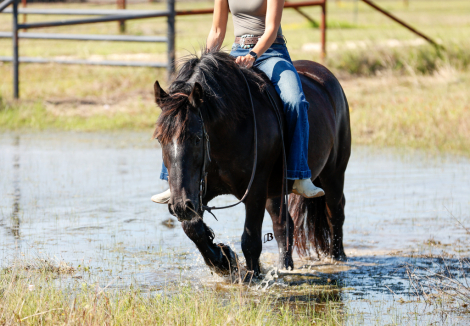 HorseID: 2314444 SD Sterling TMR - PhotoID: 1100124