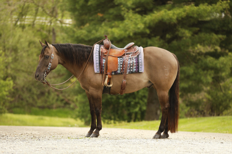 HorseID: 2314446 JK Pat - PhotoID: 1100141