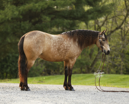 HorseID: 2314447 Legacy - PhotoID: 1100137