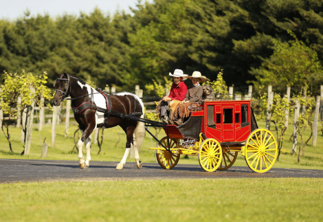 HorseID: 2314448 Marshal - PhotoID: 1100142