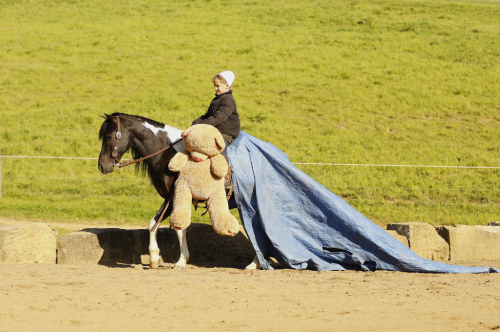 HorseID: 2314448 Marshal - PhotoID: 1100143