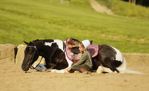 HorseID: 2314448 Marshal - PhotoID: 1100144