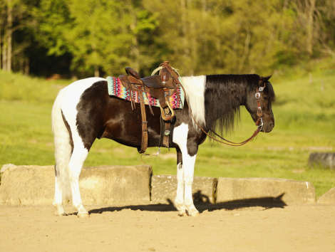 HorseID: 2314448 Marshal - PhotoID: 1100145