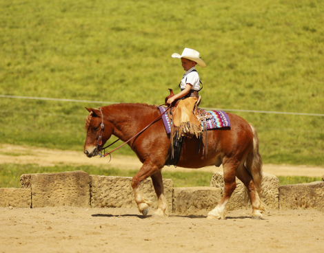HorseID: 2314449 Cinnamon - PhotoID: 1100131
