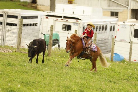 HorseID: 2314449 Cinnamon - PhotoID: 1100132