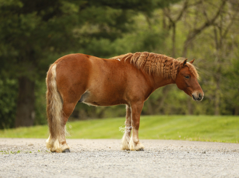 HorseID: 2314449 Cinnamon - PhotoID: 1100133