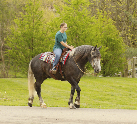 HorseID: 2314450 Buckeyes Journey - PhotoID: 1100127