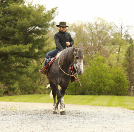 HorseID: 2314450 Buckeyes Journey - PhotoID: 1100129