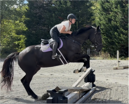 HorseID: 2314453 Flagmount's Belle Amie - PhotoID: 1100148