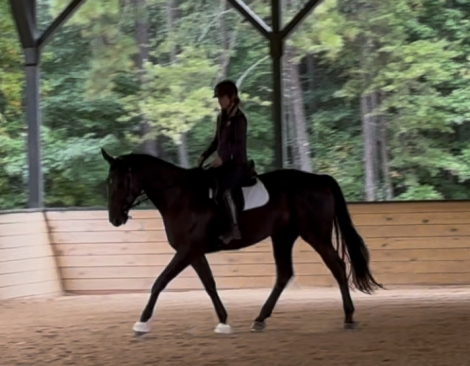 HorseID: 2314453 Flagmount's Belle Amie - PhotoID: 1100149