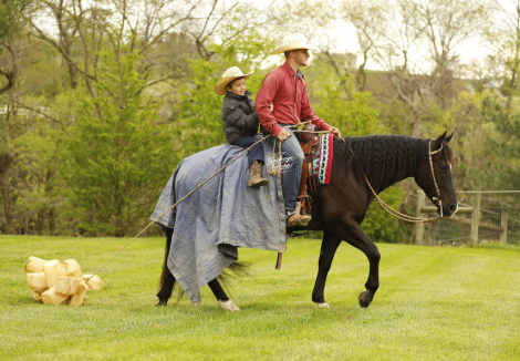 HorseID: 2314459 Smart Rey Blue ZZ - PhotoID: 1100157