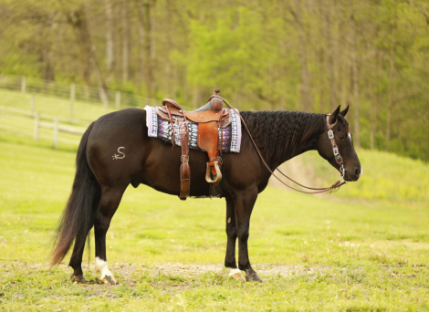HorseID: 2314459 Smart Rey Blue ZZ - PhotoID: 1100159