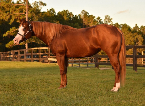 HorseID: 2314460 KM BEST IN LINE - PhotoID: 1100207