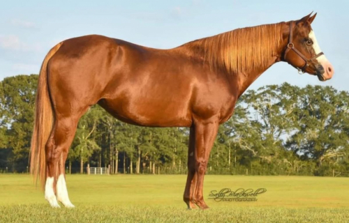 HorseID: 2314460 KM BEST IN LINE - PhotoID: 1100208