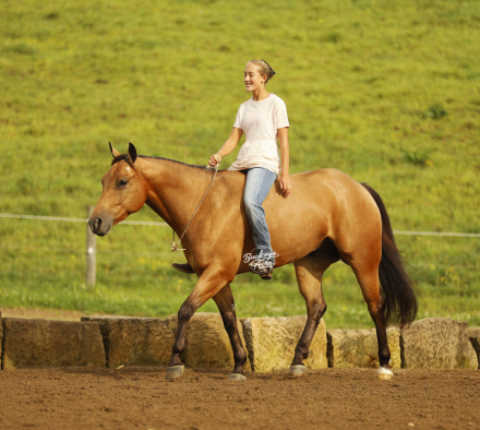 HorseID: 2314462 MR CC Wimp - PhotoID: 1100151