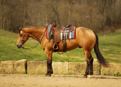HorseID: 2314462 MR CC Wimp - PhotoID: 1100152