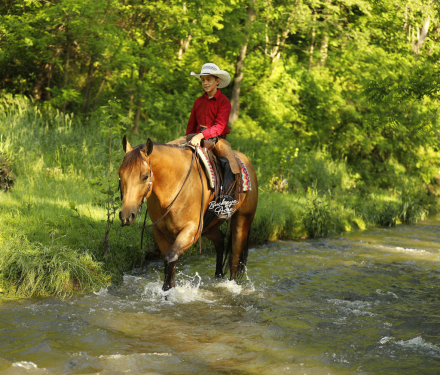 HorseID: 2314462 MR CC Wimp - PhotoID: 1100153