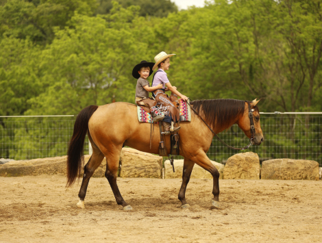 HorseID: 2314462 MR CC Wimp - PhotoID: 1100154