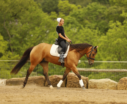 HorseID: 2314462 MR CC Wimp - PhotoID: 1100155