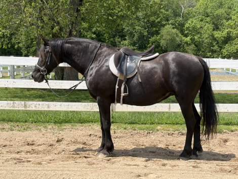 HorseID: 2314464 Dreamshadow - PhotoID: 1100406
