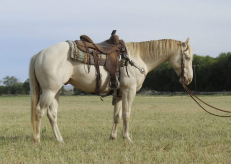HorseID: 2314470 Possum - PhotoID: 1100355