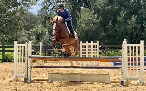 HorseID: 2314471 KILKELLY FLEXIN FIFTY - PhotoID: 1100164