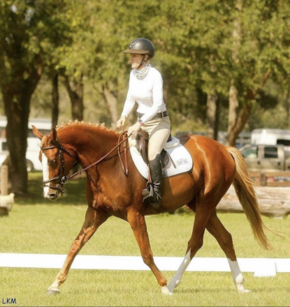 HorseID: 2314471 KILKELLY FLEXIN FIFTY - PhotoID: 1100166