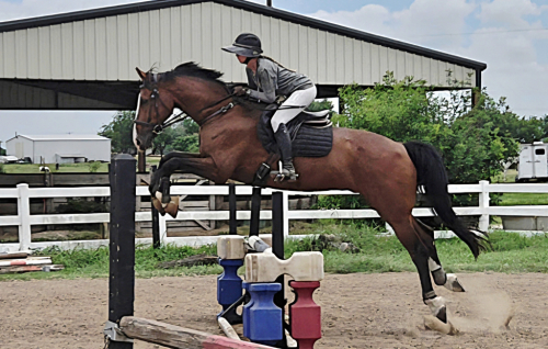 HorseID: 2314472 M Creme de la Creme SE - PhotoID: 1100169