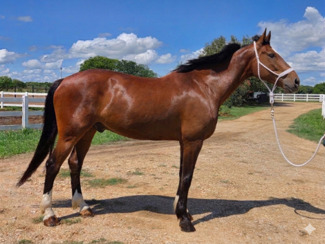HorseID: 2314472 M Creme de la Creme SE - PhotoID: 1100170