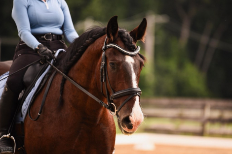 HorseID: 2314474 Sir Galahad - PhotoID: 1100277