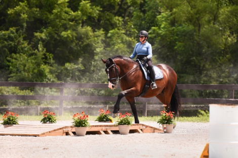 HorseID: 2314474 Sir Galahad - PhotoID: 1100278