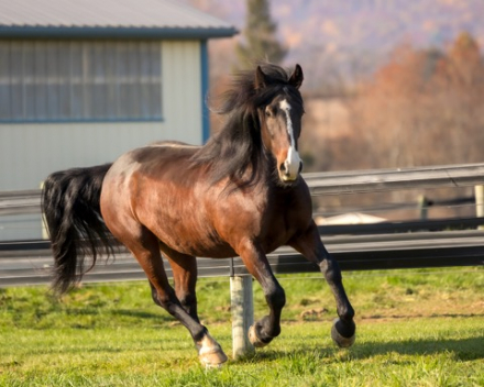 HorseID: 2314474 Sir Galahad - PhotoID: 1100279